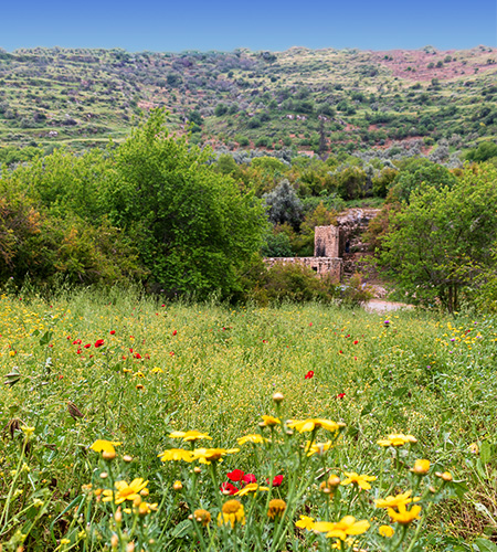 Mar Elias / Ajloun